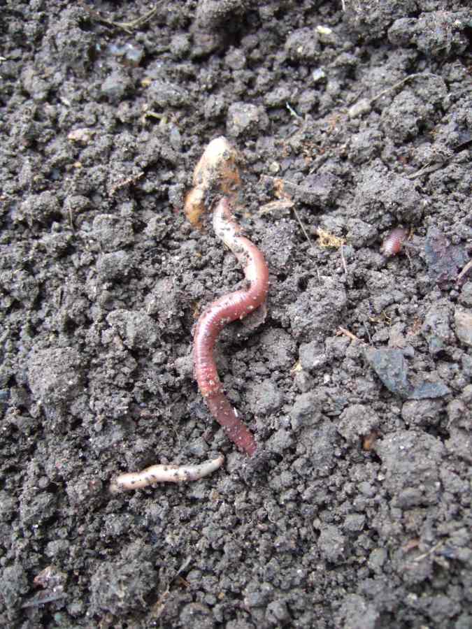 Earthworms keep soil aerated and well-structured and rich in organic matter