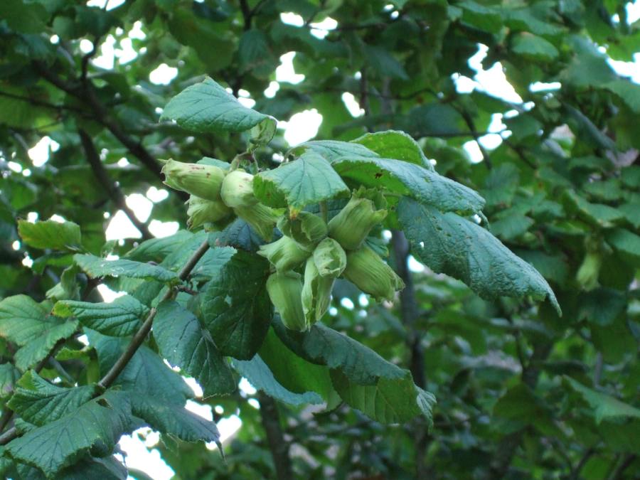 Cultivated hazelnuts