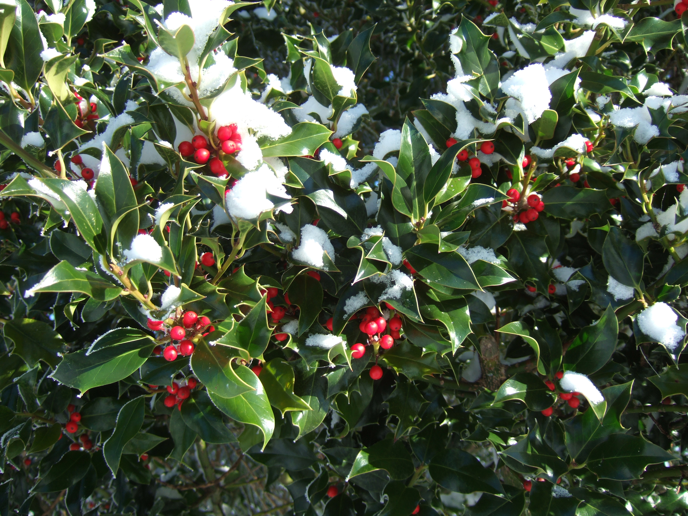 Holly with snow