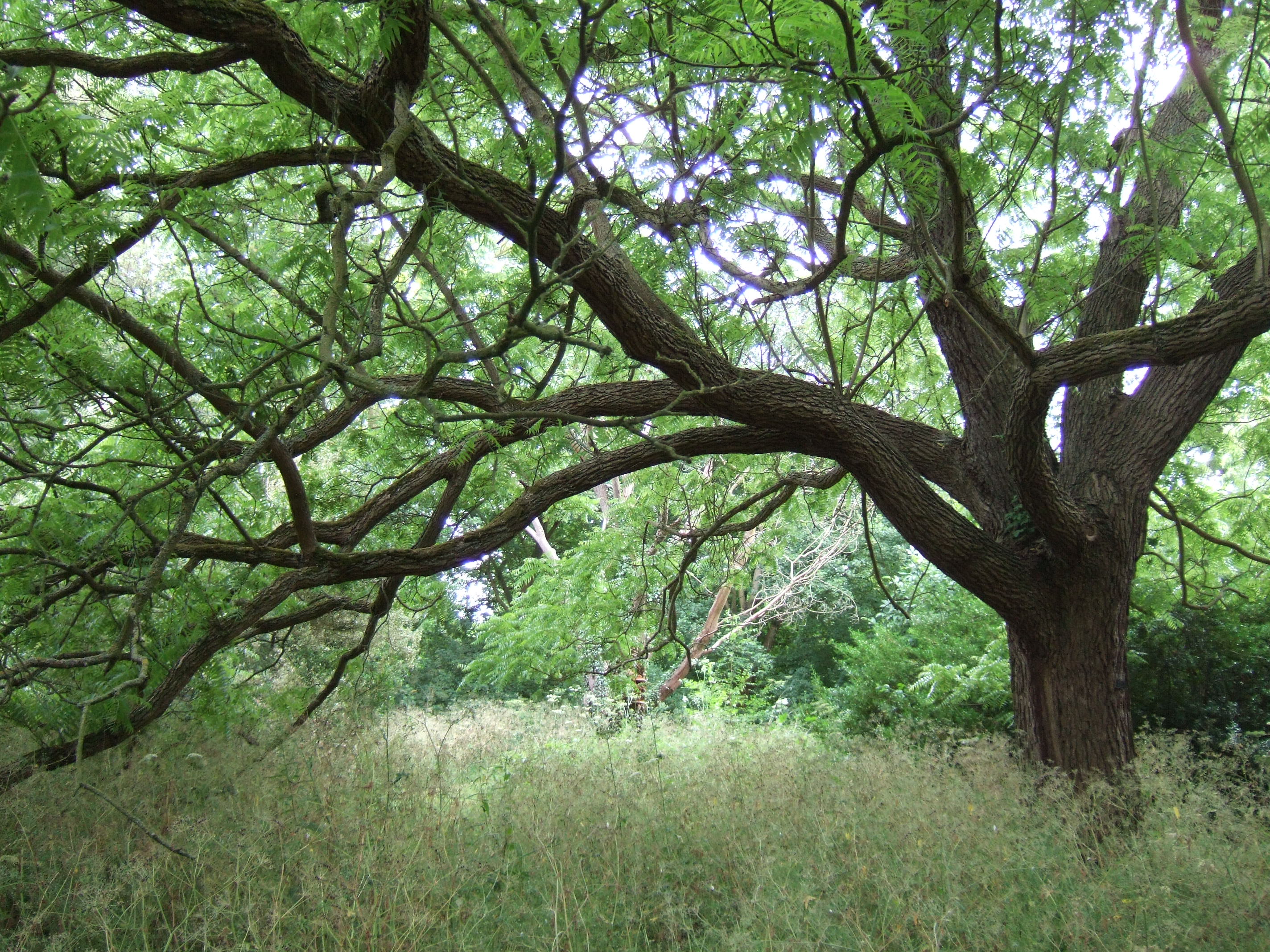 Cambridge University Botanic garden - Texan walnut, Juglans elaeopyren, and meadow